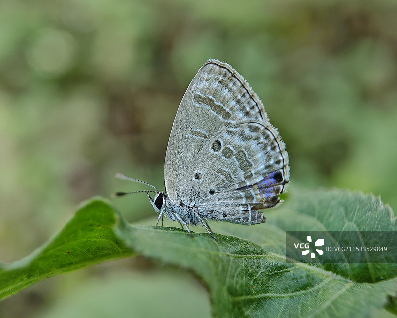 小灰蝶特写图片素材