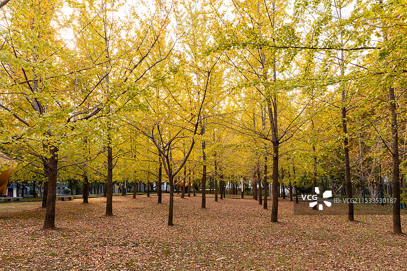 秋日银杏林图片素材