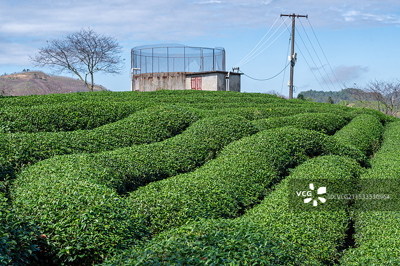 高山茶园图片素材