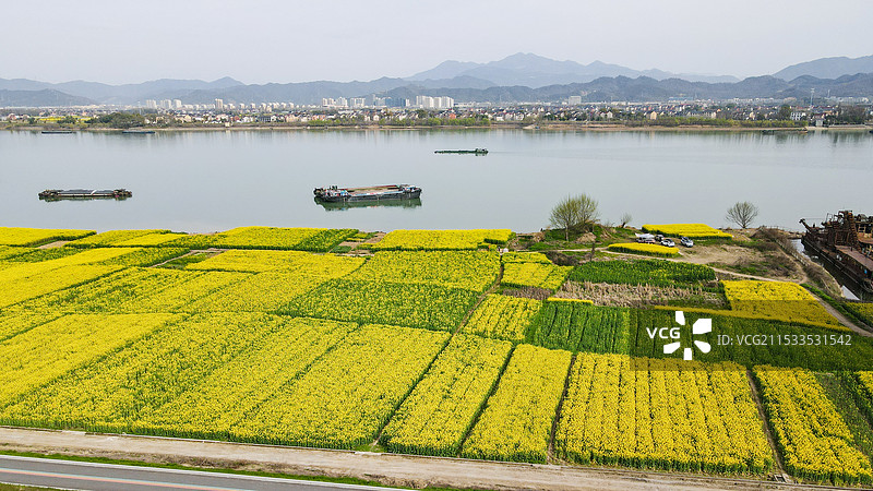 富春江畔的油菜花海图片素材