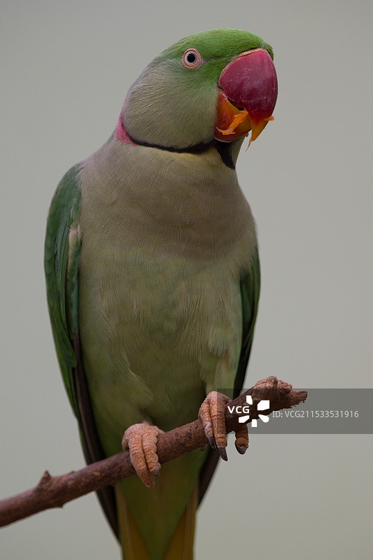 亚历山大鹦鹉图片素材