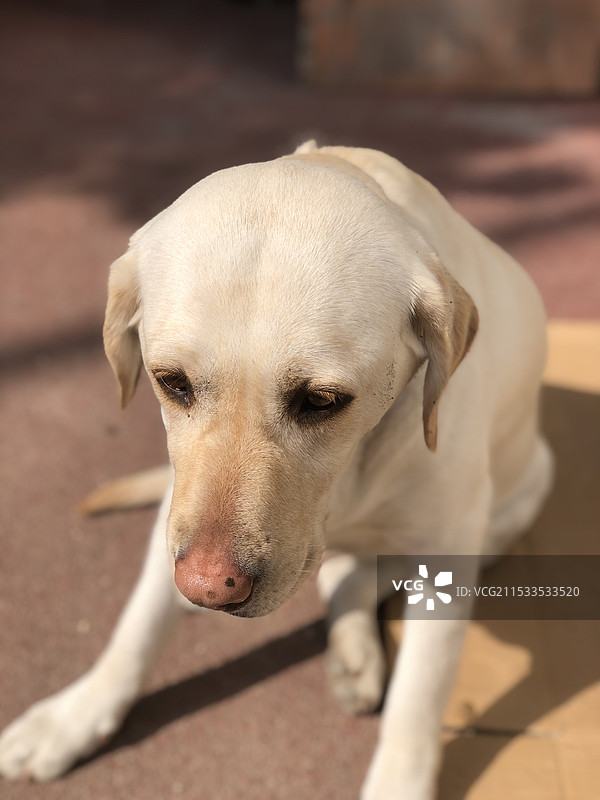 狗的特写肖像图片素材