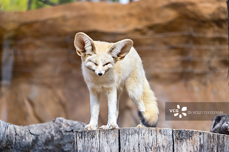 狐狸站在木柱上的画像图片素材