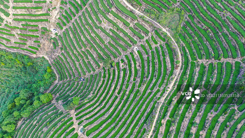 福建泉州安溪龙涓茶山图片素材