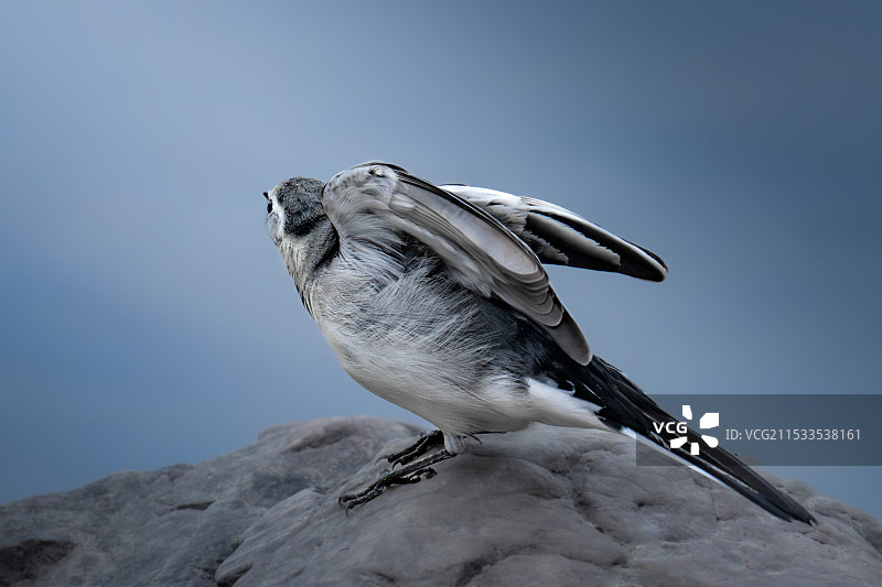 白鹡鸰图片素材