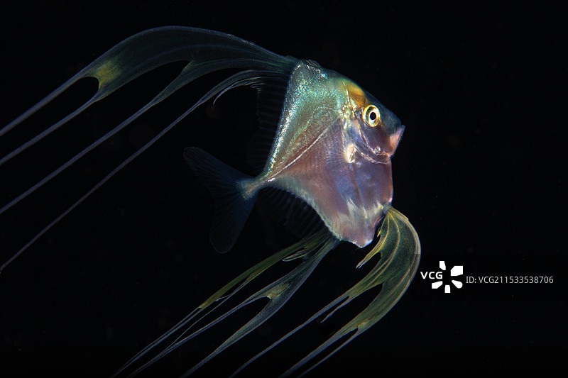 鱼在水族馆游泳的特写镜头图片素材
