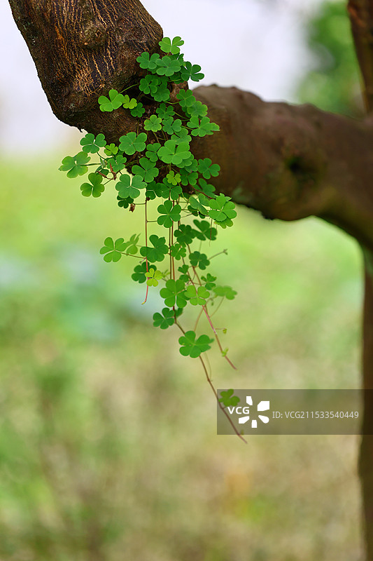植物在野外生长的特写镜头图片素材