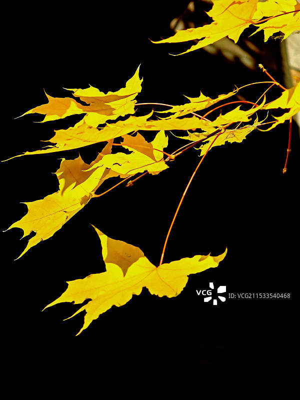 黑背景下的银杏叶图片素材