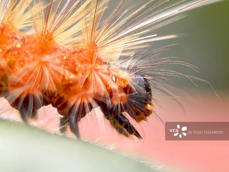 植物上的毛虫特写镜头图片素材
