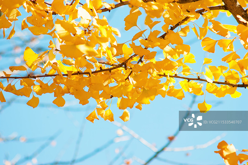 银杏叶图片素材