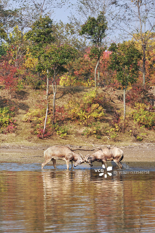 麋鹿争锋图片素材