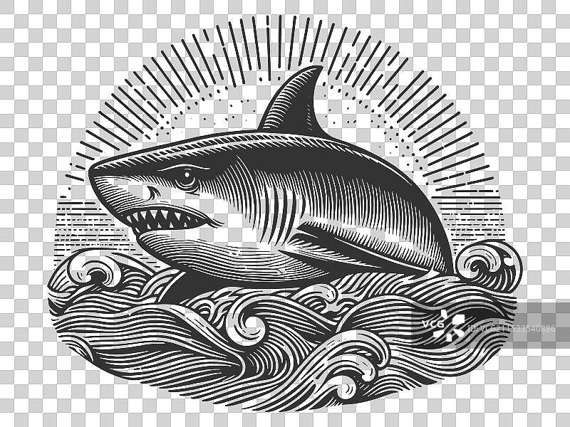 鲨鱼从海浪中跃出图片素材