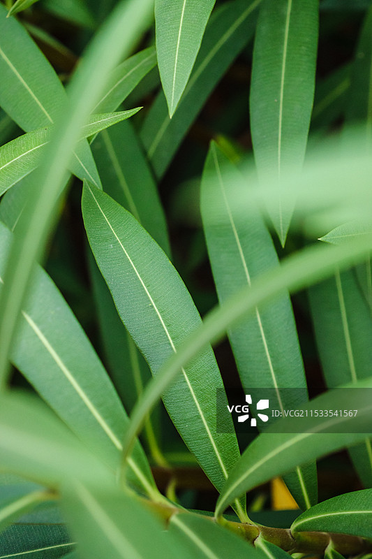 路边夹竹桃的叶子……图片素材