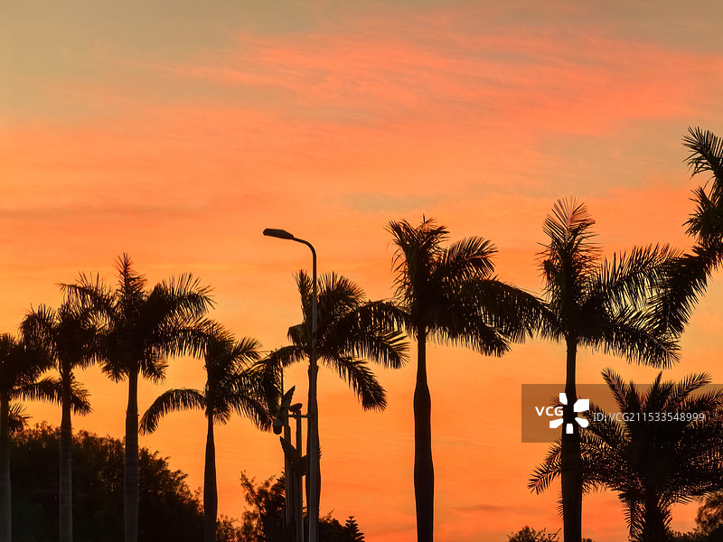 椰林晨曦，厦门环岛路珍珠湾的清晨图片素材