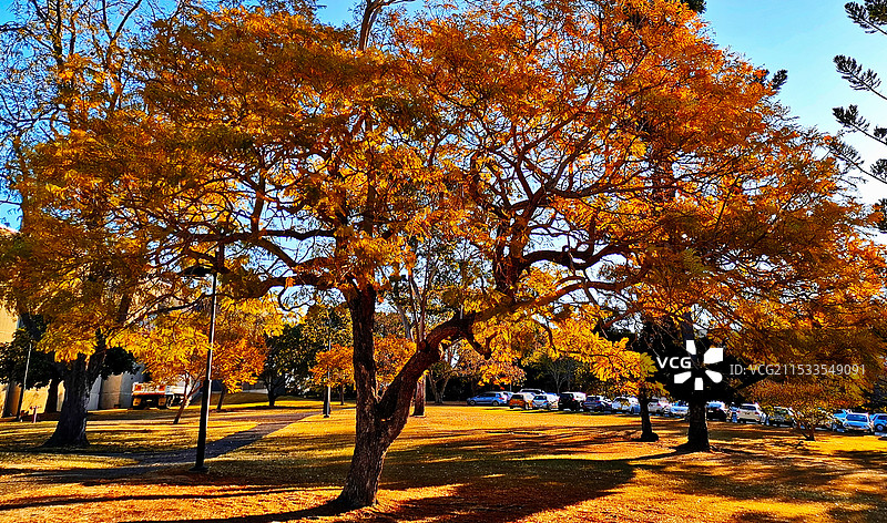 一树金黄一岁秋图片素材