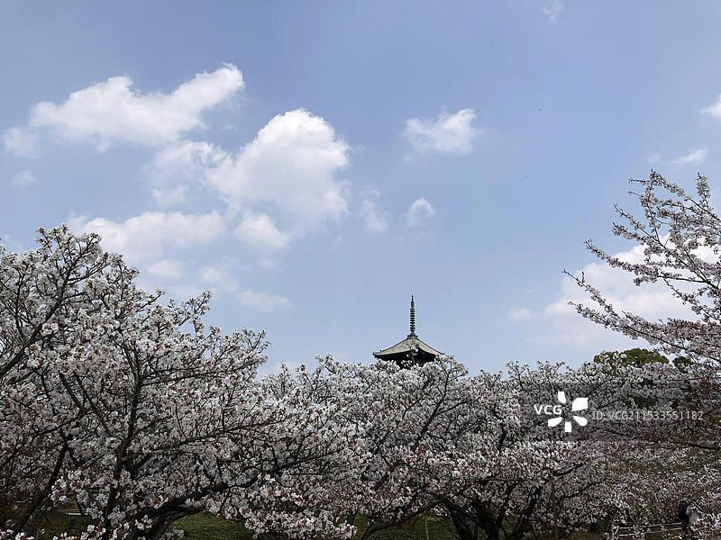 日本京都府仁和寺春天盛放樱花无人（疫情期间）图片素材