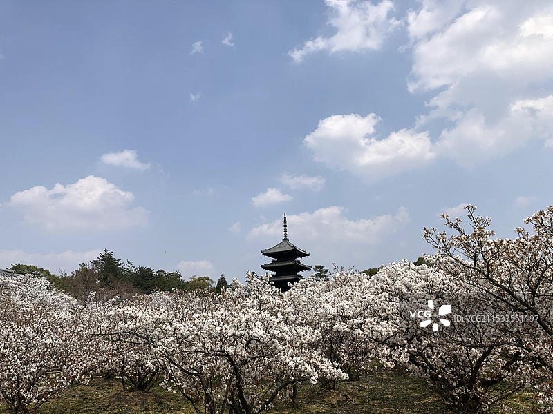 日本京都府仁和寺春天盛放樱花无人（疫情期间）图片素材