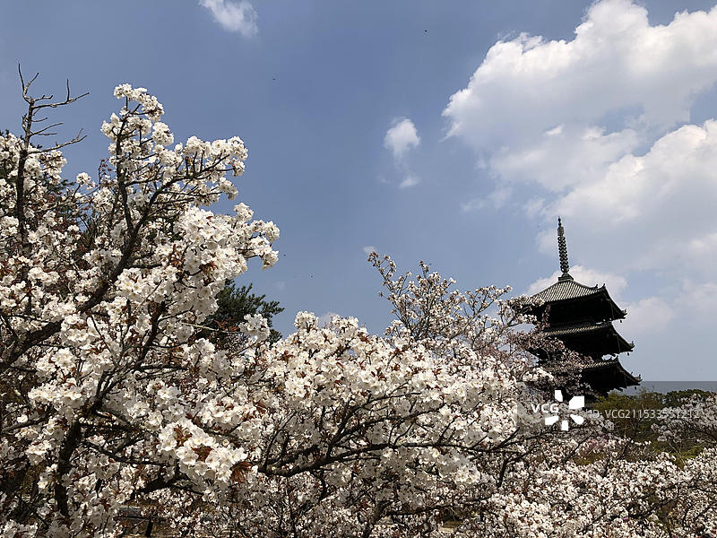 日本京都府仁和寺春天盛放樱花无人（疫情期间）图片素材