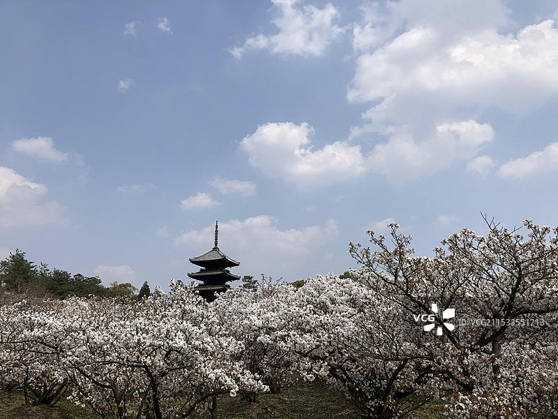 日本京都府仁和寺春天盛放樱花无人（疫情期间）图片素材