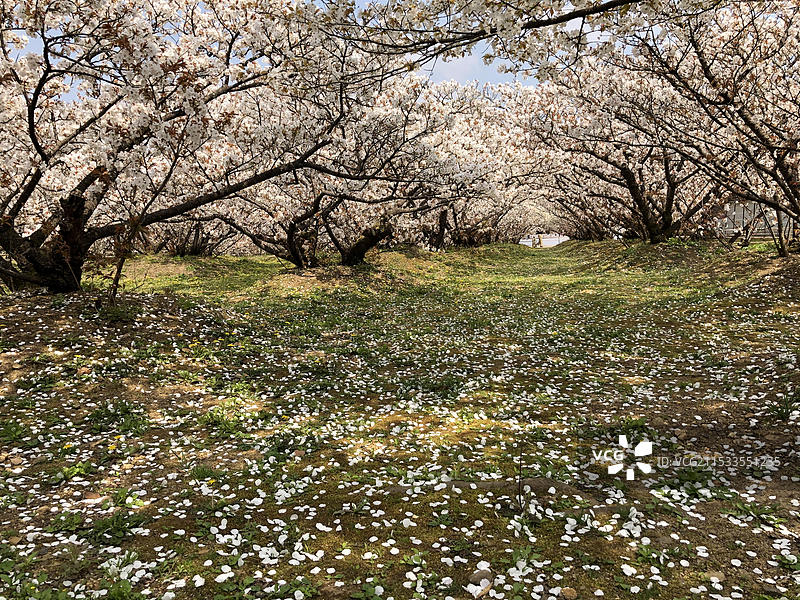 日本京都府仁和寺春天盛放樱花无人（疫情期间）图片素材