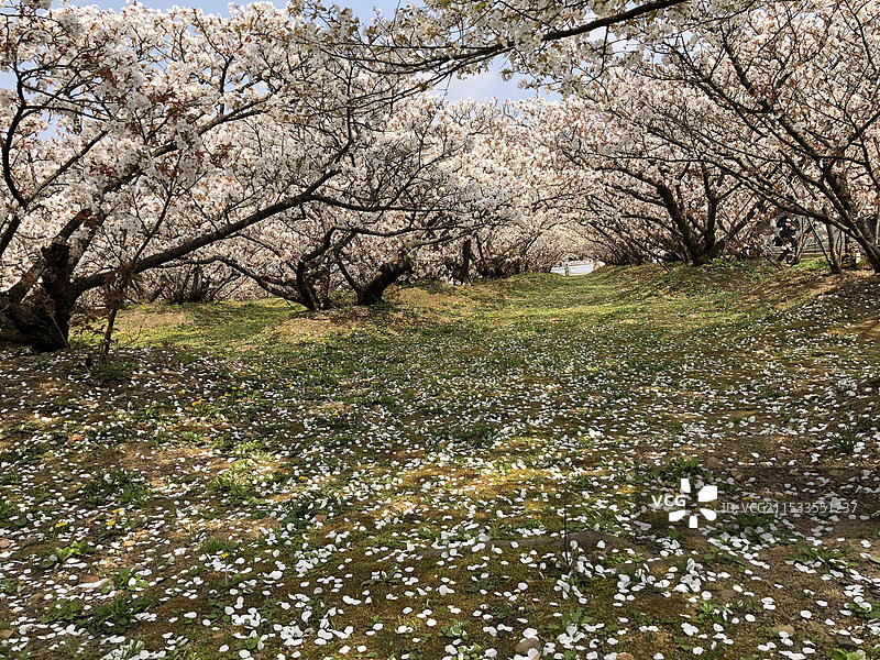 日本京都府仁和寺春天盛放樱花无人（疫情期间）图片素材