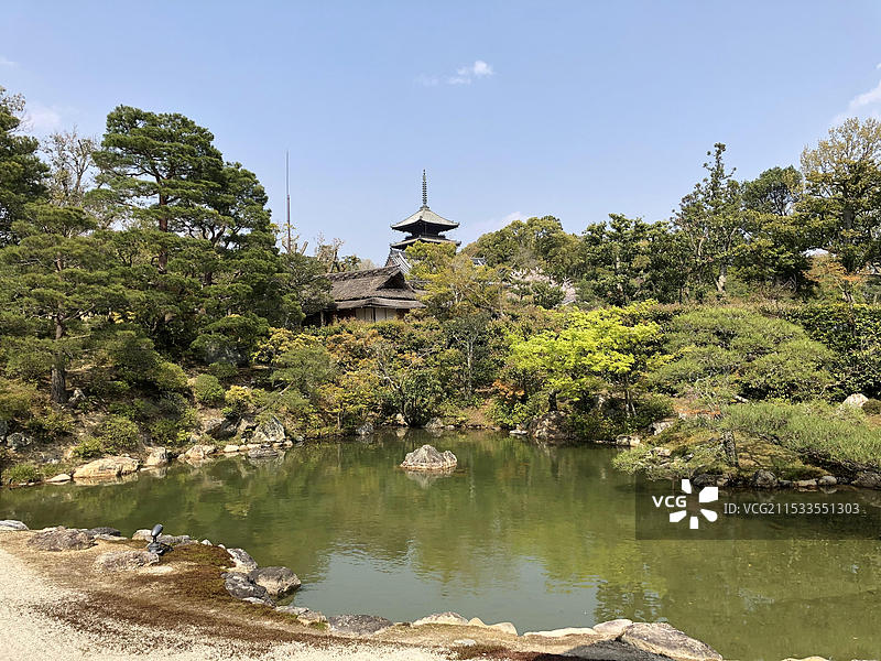 日本京都府仁和寺春天盛放樱花无人（疫情期间）图片素材