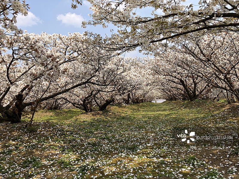 日本京都府仁和寺春天盛放樱花无人（疫情期间）图片素材