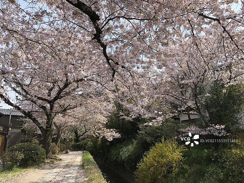 日本京都府哲学之道春天盛放樱花无人著名景点（疫情期间）图片素材