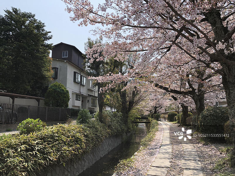 日本京都府哲学之道春天盛放樱花无人著名景点（疫情期间）图片素材