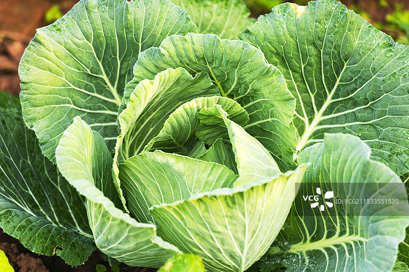 特写的卷心菜图片素材