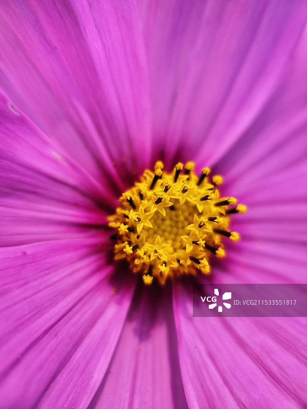 艳丽的天人菊图片素材
