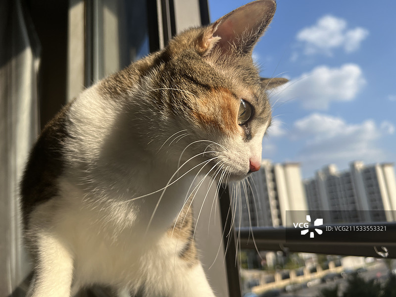 窗口的三花猫图片素材