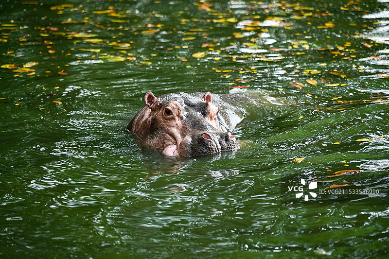 河马图片素材
