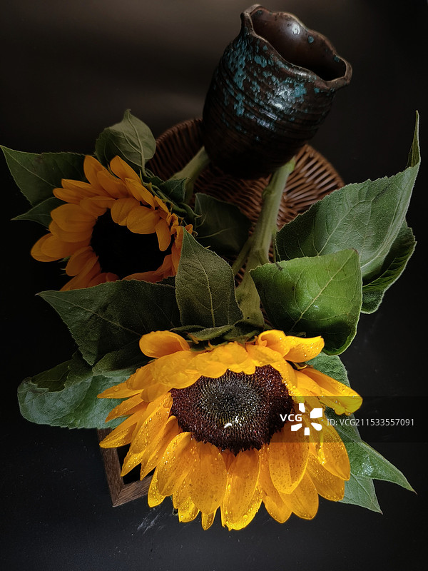 向日葵特写镜头图片素材