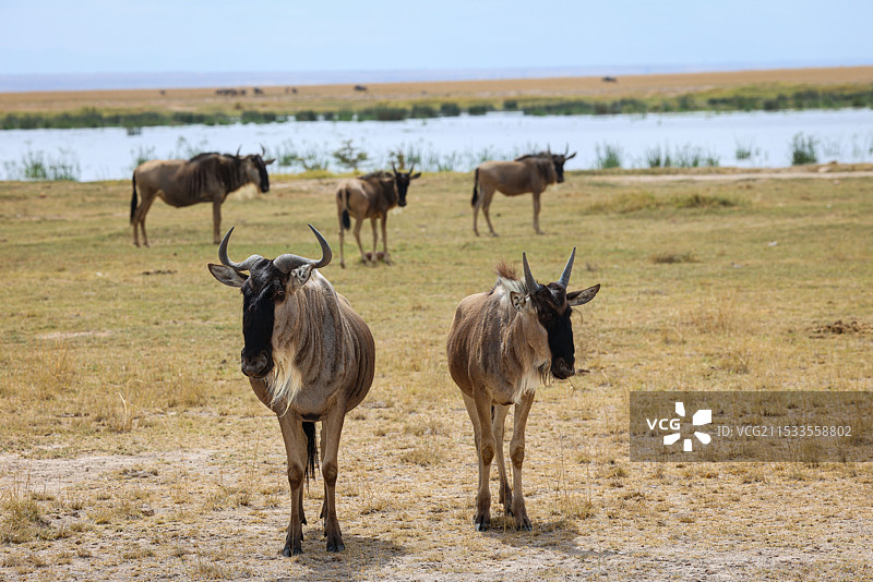非洲肯尼亚野生动物保护区实拍非洲牛羚图片素材