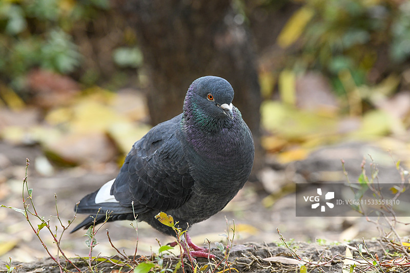 咕咕咕图片素材