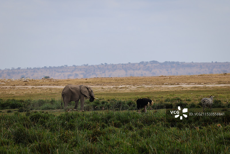 非洲肯尼亚野生动物保护区实拍，大象，鸵鸟，斑马同框图片素材