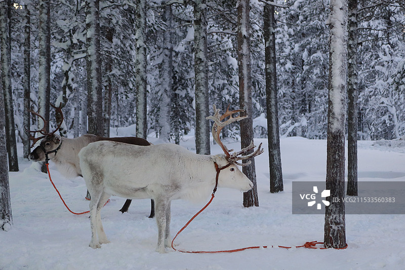 芬兰的麋鹿图片素材