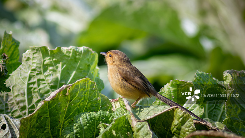 纯色山鹪雀图片素材