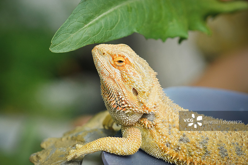 鬣蜥的特写镜头图片素材