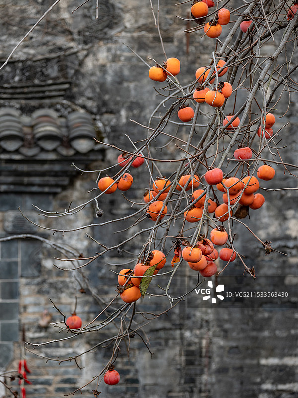 西溪南村的柿子树图片素材