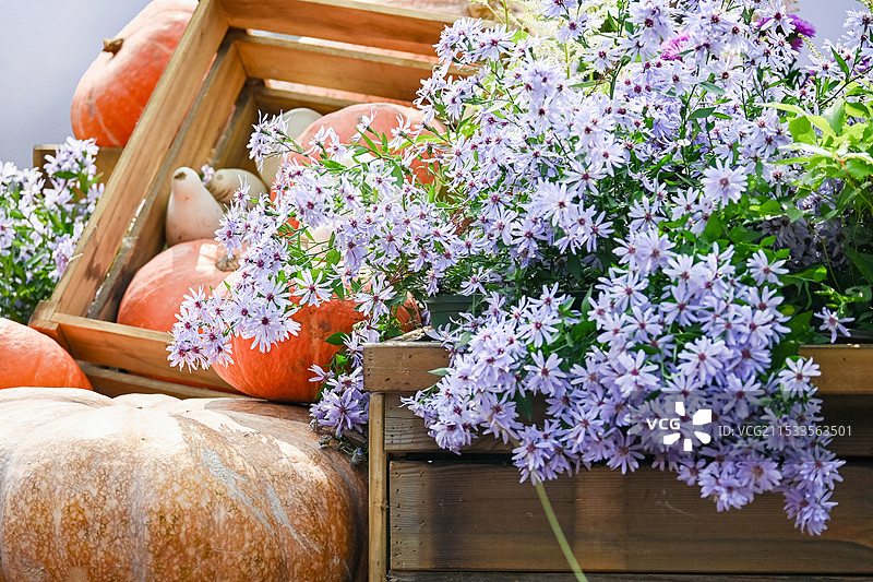 武汉第四十一届金秋菊展沙湖公园的大南瓜图片素材