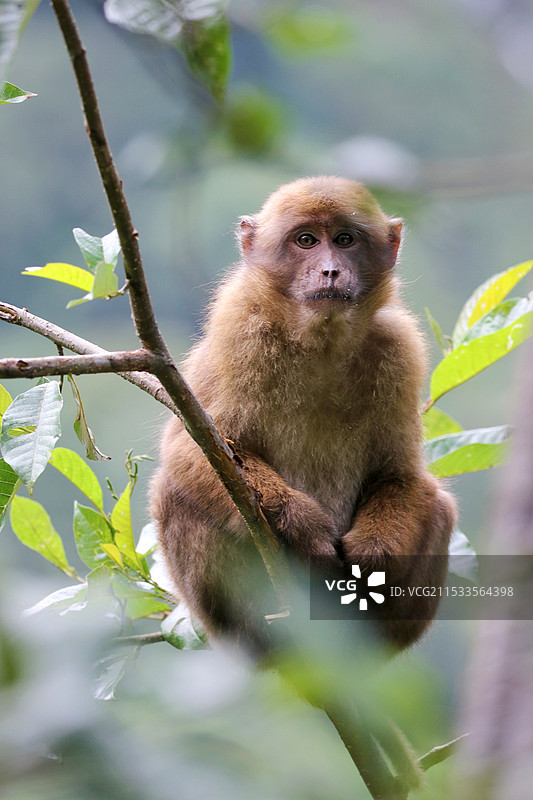藏南猕猴图片素材