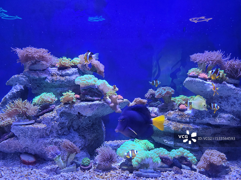 广州动物园，广州海洋馆图片素材