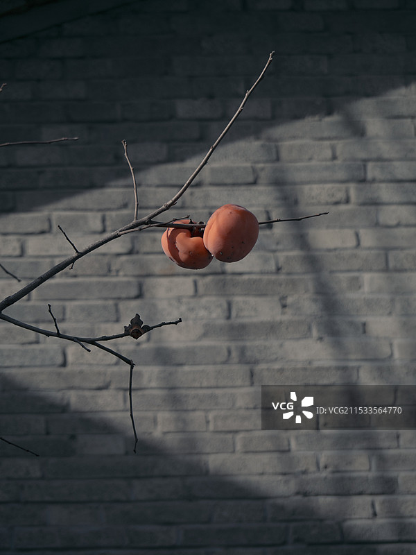 秋天靠青砖墙的柿子特写镜头图片素材