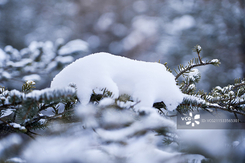 树上的白雪北极熊图片素材