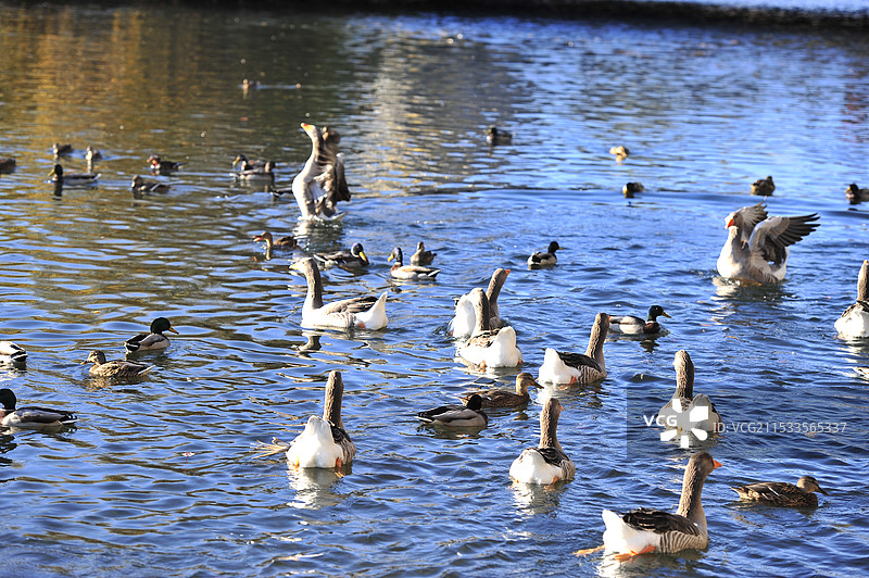 二道白河镇图片素材