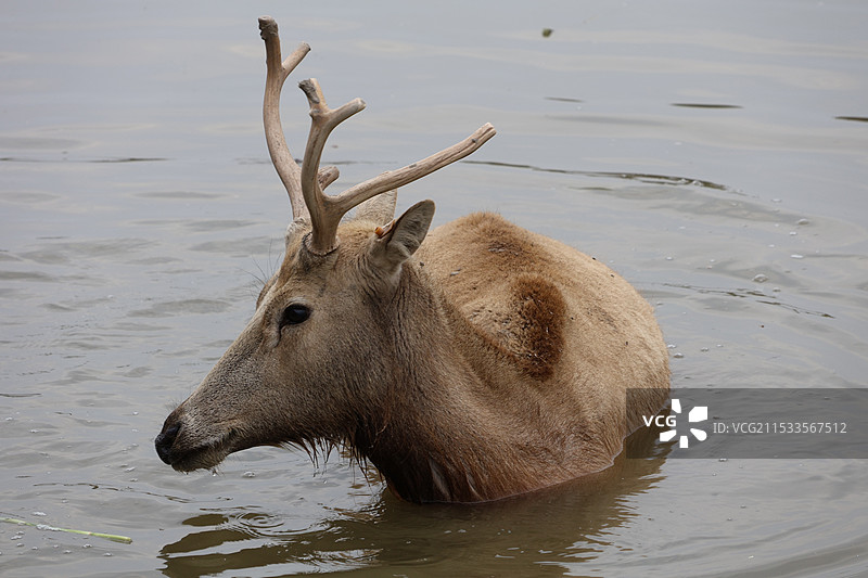 一只有角的麋鹿特写图片素材