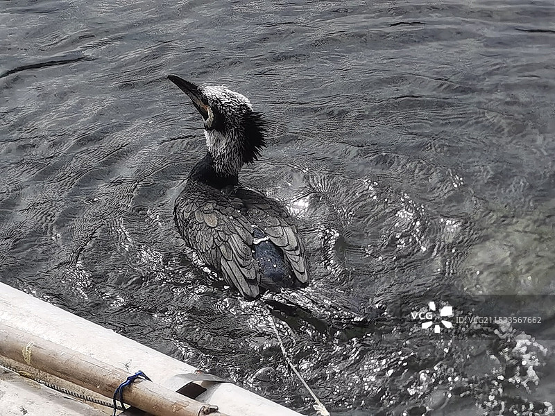 桂林阳朔兴坪古镇漓江的鹧鸪图片素材