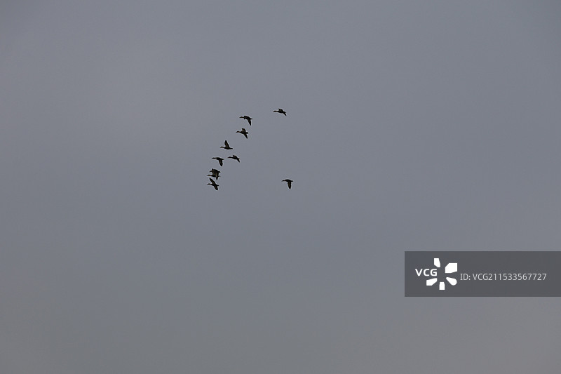 天空中展翅飞翔的鸟群图片素材